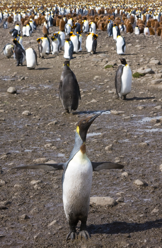 Juvenile King Penguin Molting